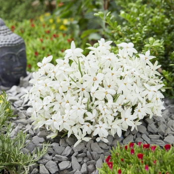 Rhodoxis - hybride - Fairy Snow - Anne201406